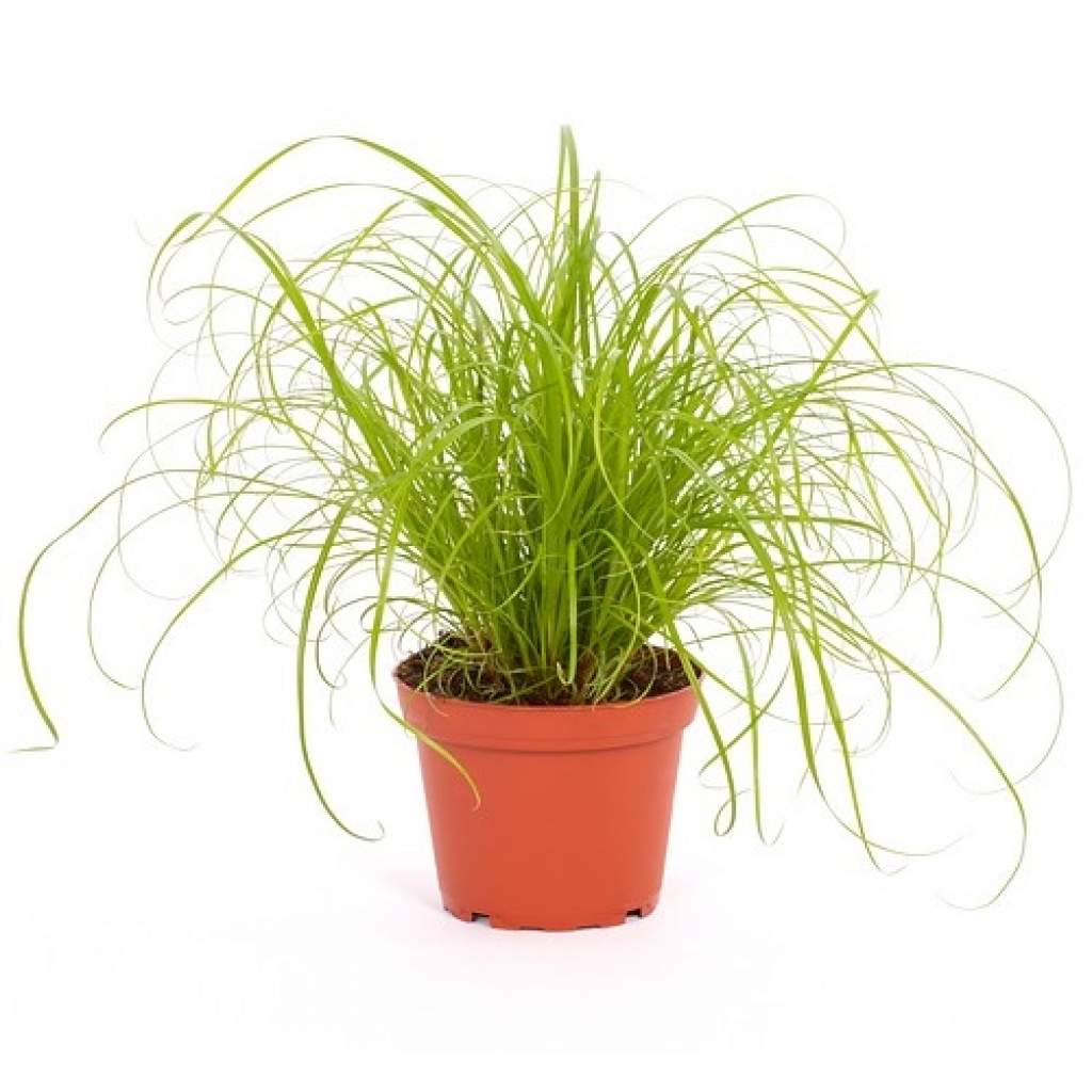 Katzengras (Cyperus zumula)